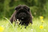 CHOW CHOW 512